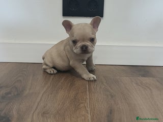 Bulldog Francés perros - Anuncio 3