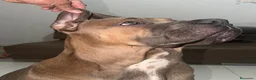 Cane Corso perros para monta: Cane corso Para Montas - Anuncio 5