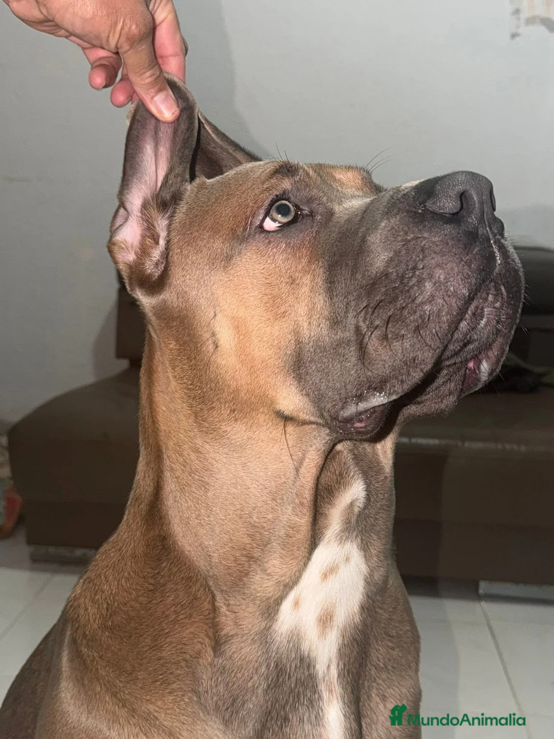 Cane Corso perros para monta: Cane corso Para Montas - Anuncio 5