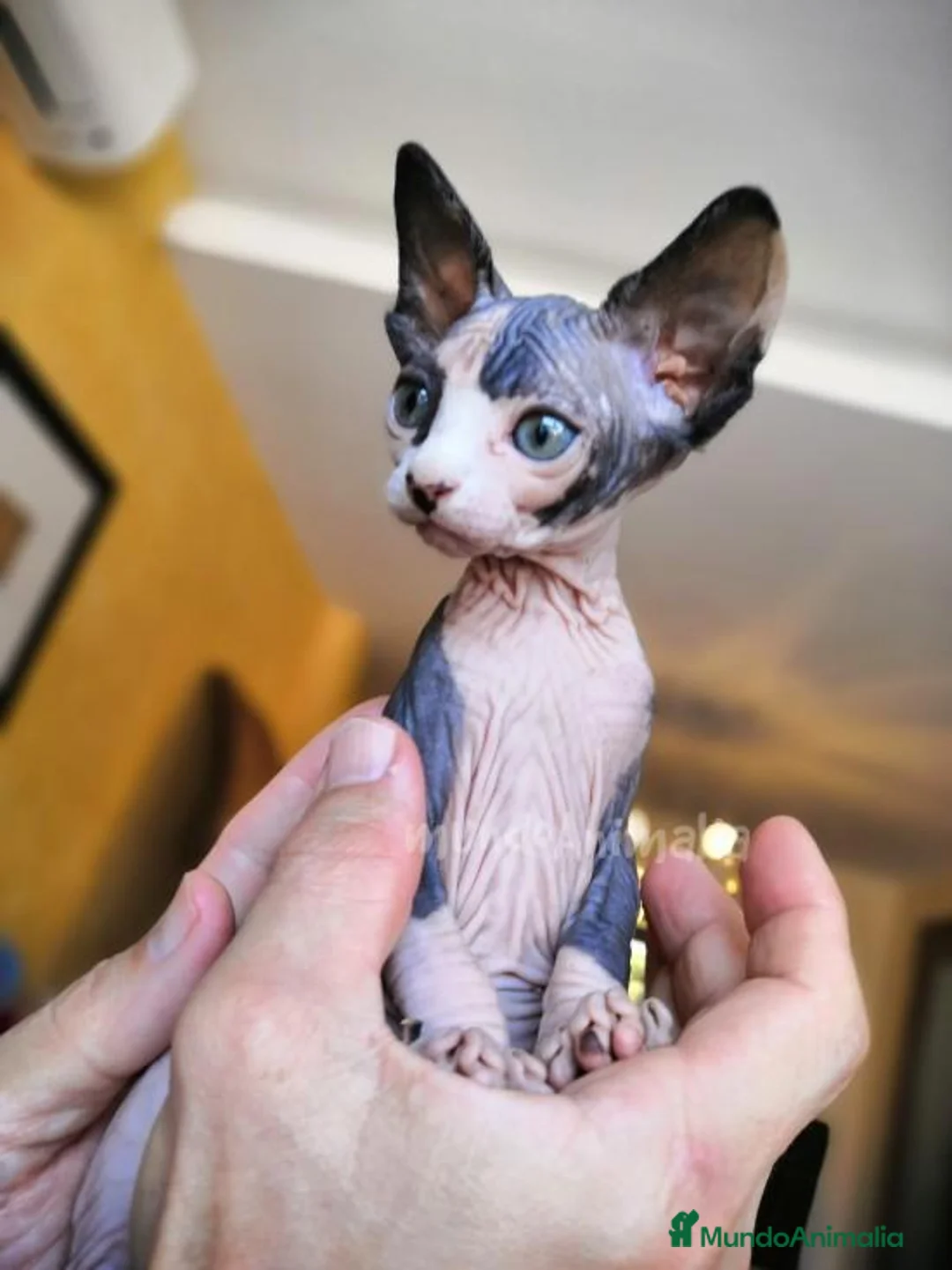 Imagen de galería {{count}}