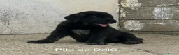 Mastín Español perros en venta: Mastín Español  - Anuncio 2