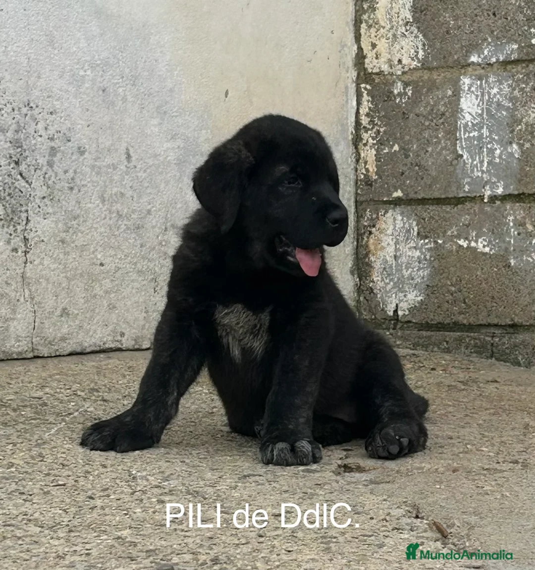 Mastín Español perros en venta: Mastín Español  - Anuncio 2