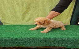 Maltipoo perros en venta: Maltipoo toy - Imagen 4