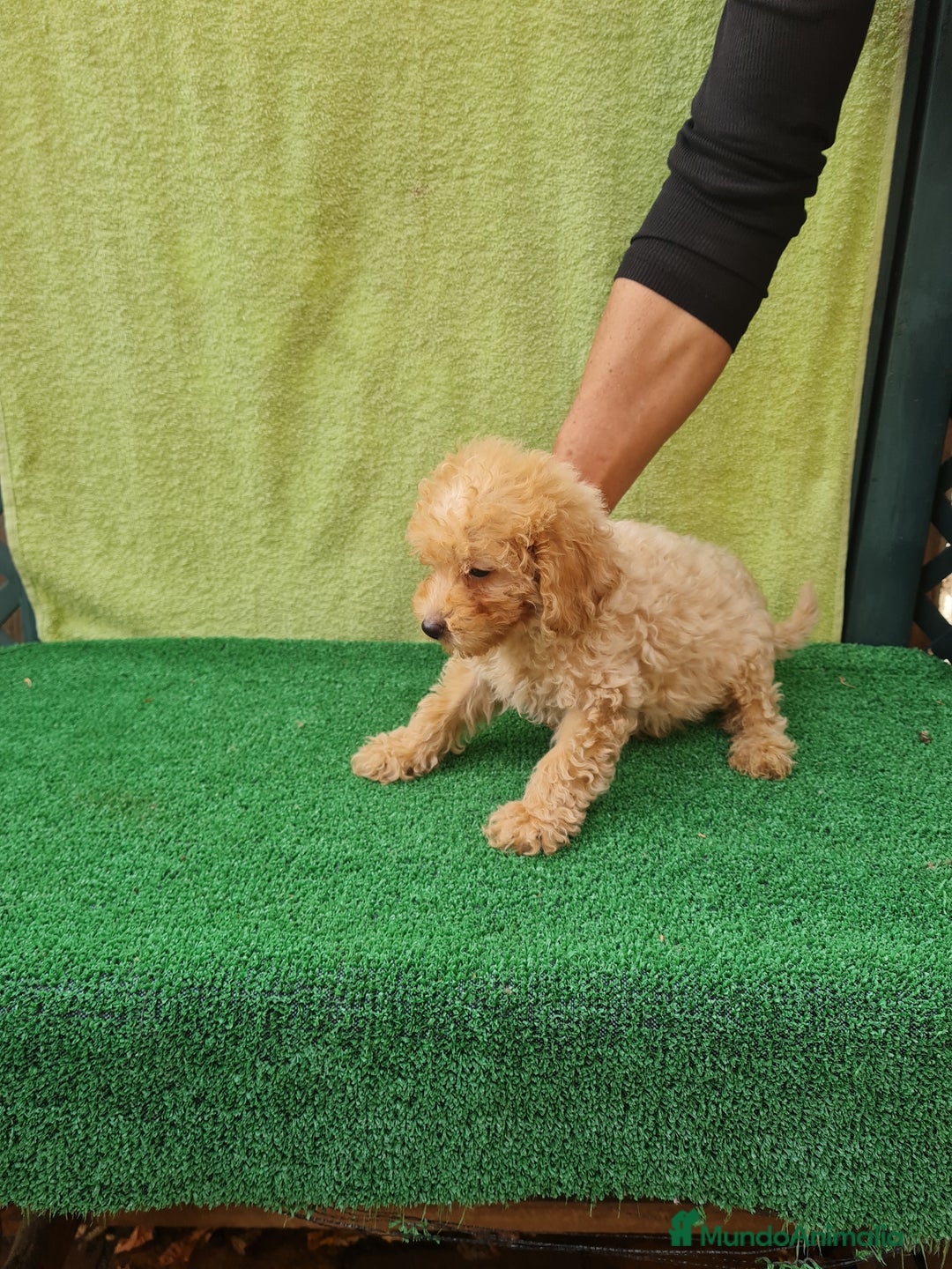 Maltipoo perros en venta: Maltipoo toy - Imagen 4