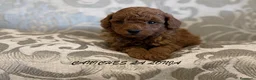 Caniche Toy perros en venta: caniche toy en Guipúzcoa - Anuncio 5