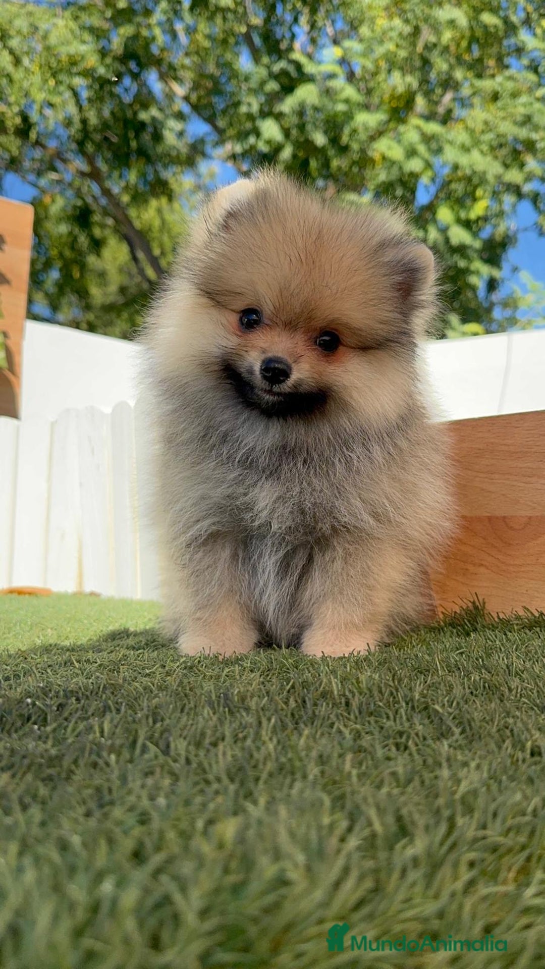 Pomerania perros en venta: POMERANIA - Imagen 15