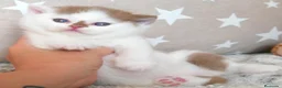 Británico de Pelo Corto gatos en venta: Espectacular Gatita British Shorthair Pedigrí WCF - Anuncio 5