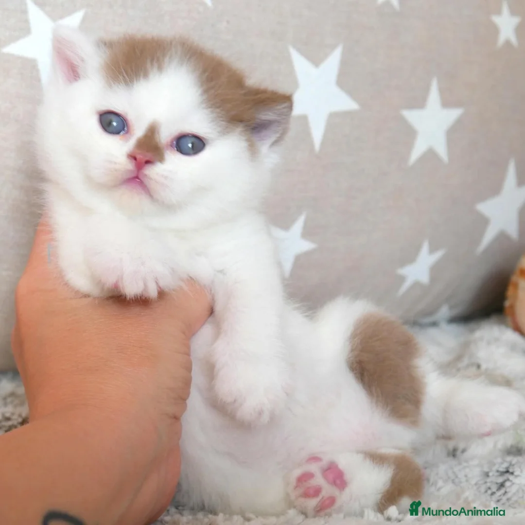 Británico de Pelo Corto gatos en venta: Espectacular Gatita British Shorthair Pedigrí WCF - Anuncio 5