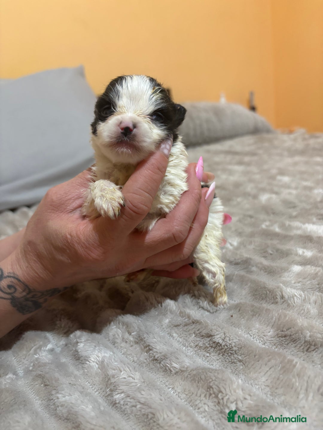 Pomerania perros en venta: Lulu Pomerania macho party  - Anuncio 4