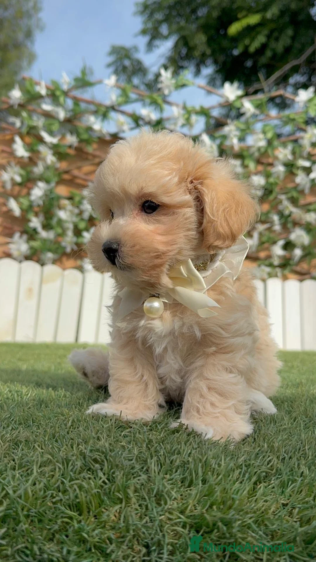 Maltipoo perros en venta: MALTIPOO - Anuncio 10