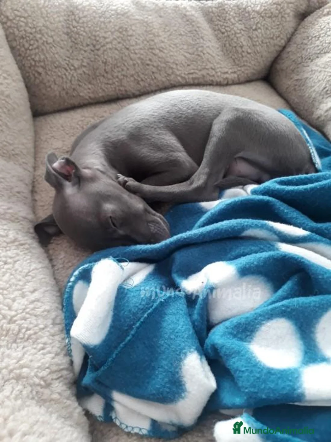 Imagen de galería {{count}}