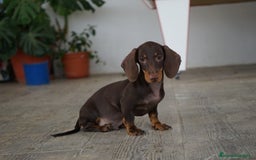 Teckel Miniatura perros en venta: 🐾 Bongo y Cacao – Teckel miniatura 🐾 - Imagen 4