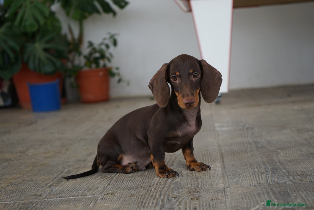 Teckel Miniatura perros en venta: 🐾 Bongo y Cacao – Teckel miniatura 🐾 - Imagen 4