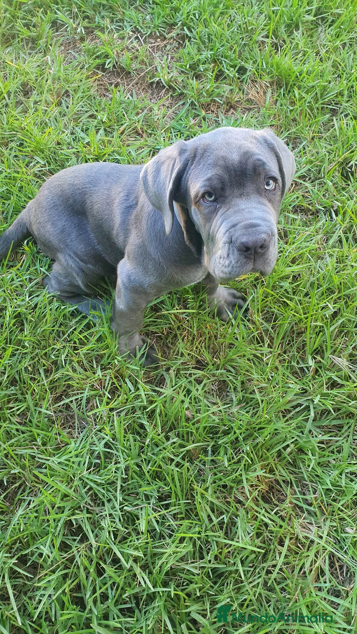 Mastín Napolitano perros Cachorrito precioso en Madrid - Anuncio 2