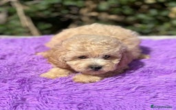 Maltipoo perros en venta: Maltipoo apricot - Imagen 9