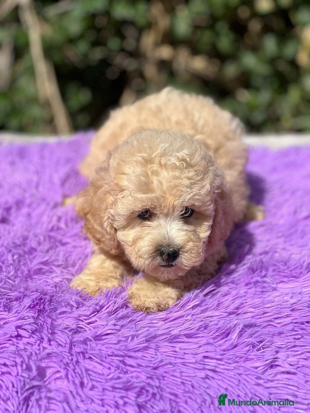 Maltipoo perros en venta: Maltipoo apricot - Imagen 9