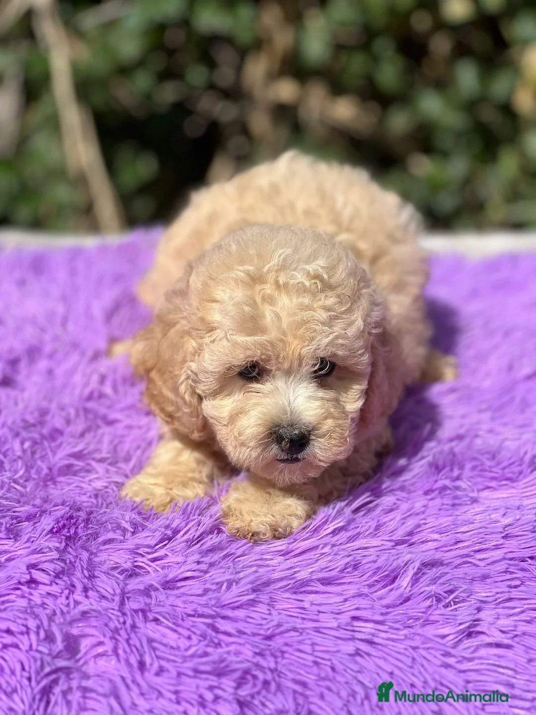 Maltipoo perros en venta: Maltipoo apricot - Anuncio 9