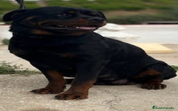 Rottweiler perros en venta: ROTTWEILER cachorros - Imagen 33