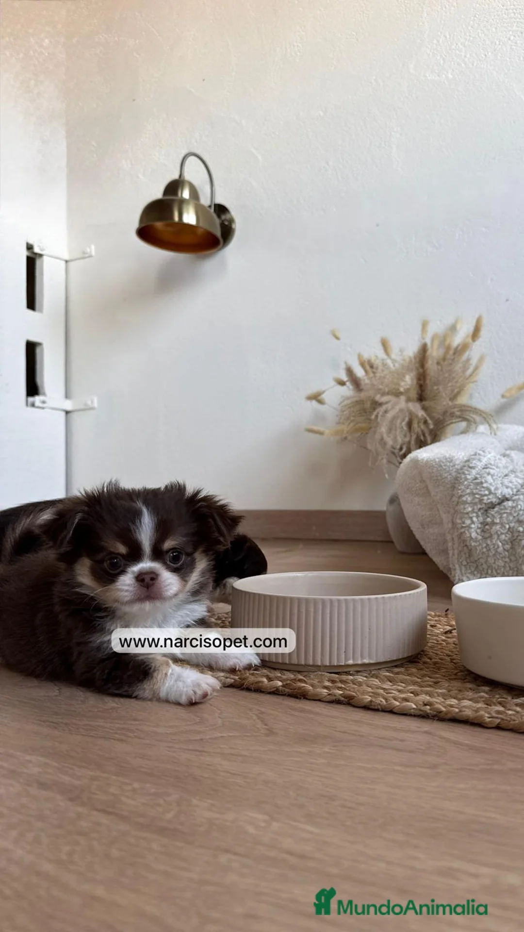 Chihuahua perros en venta: CHIHUAHUA PELO LARGO HEMBRA - Anuncio 4