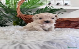 Maltipoo perros en venta: MALTIPOO MACHO - Imagen 5