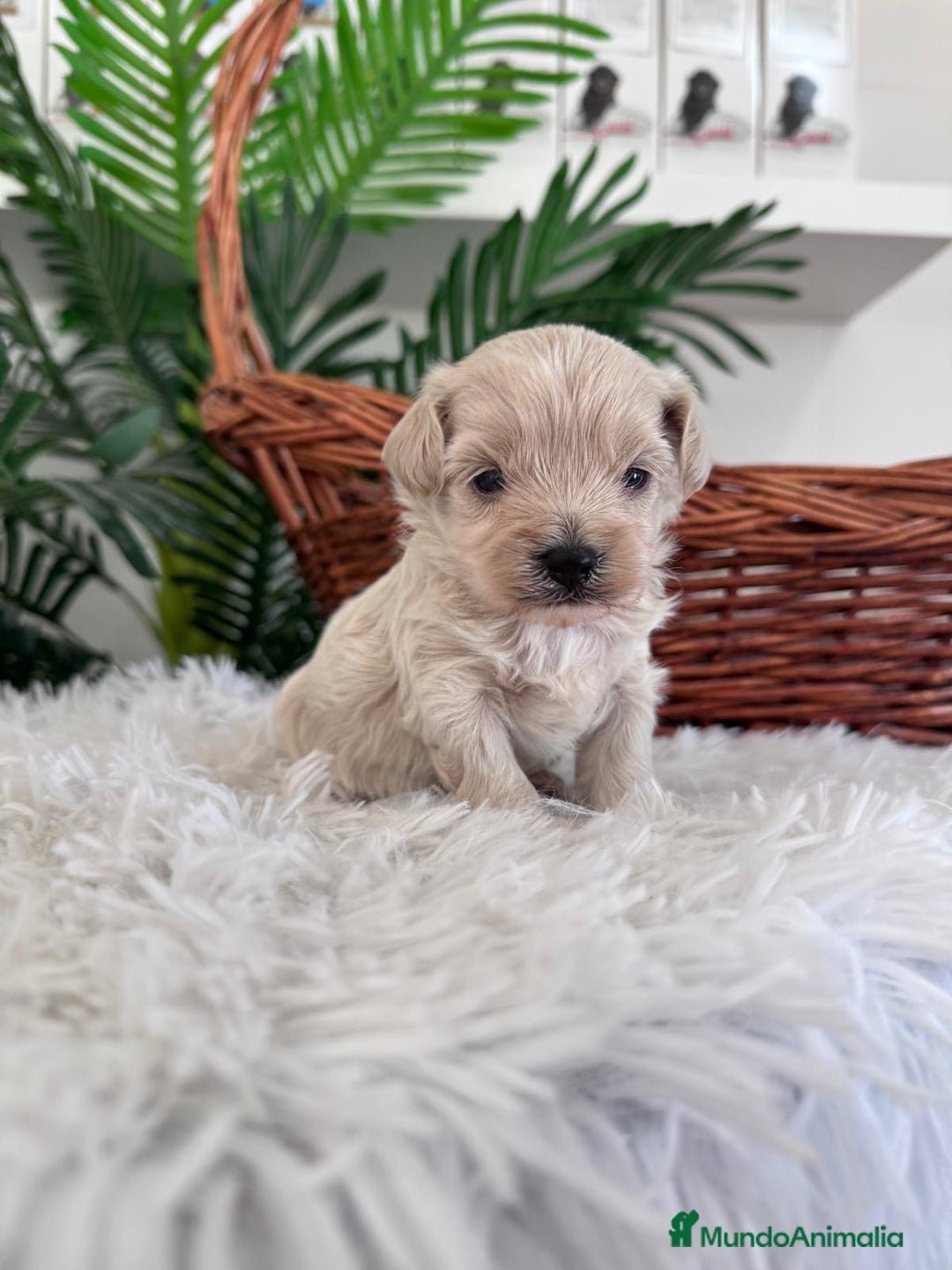 Maltipoo perros en venta: MALTIPOO MACHO - Imagen 5