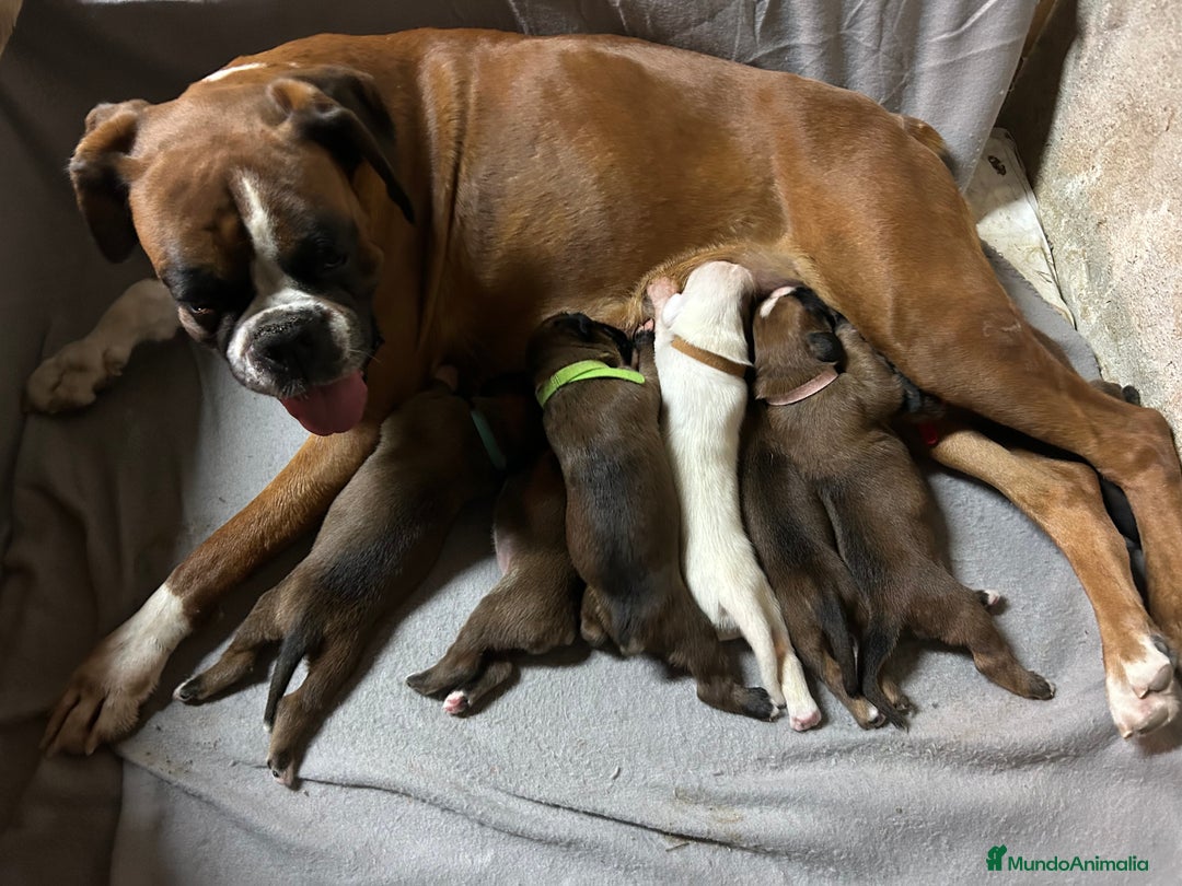 Boxer perros en venta: Boxer - Imagen 8