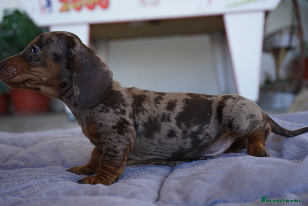 Teckel Miniatura perros en venta: 🐾 Curry – Teckel miniatura Merlé chocolate 🍫 - Imagen 9