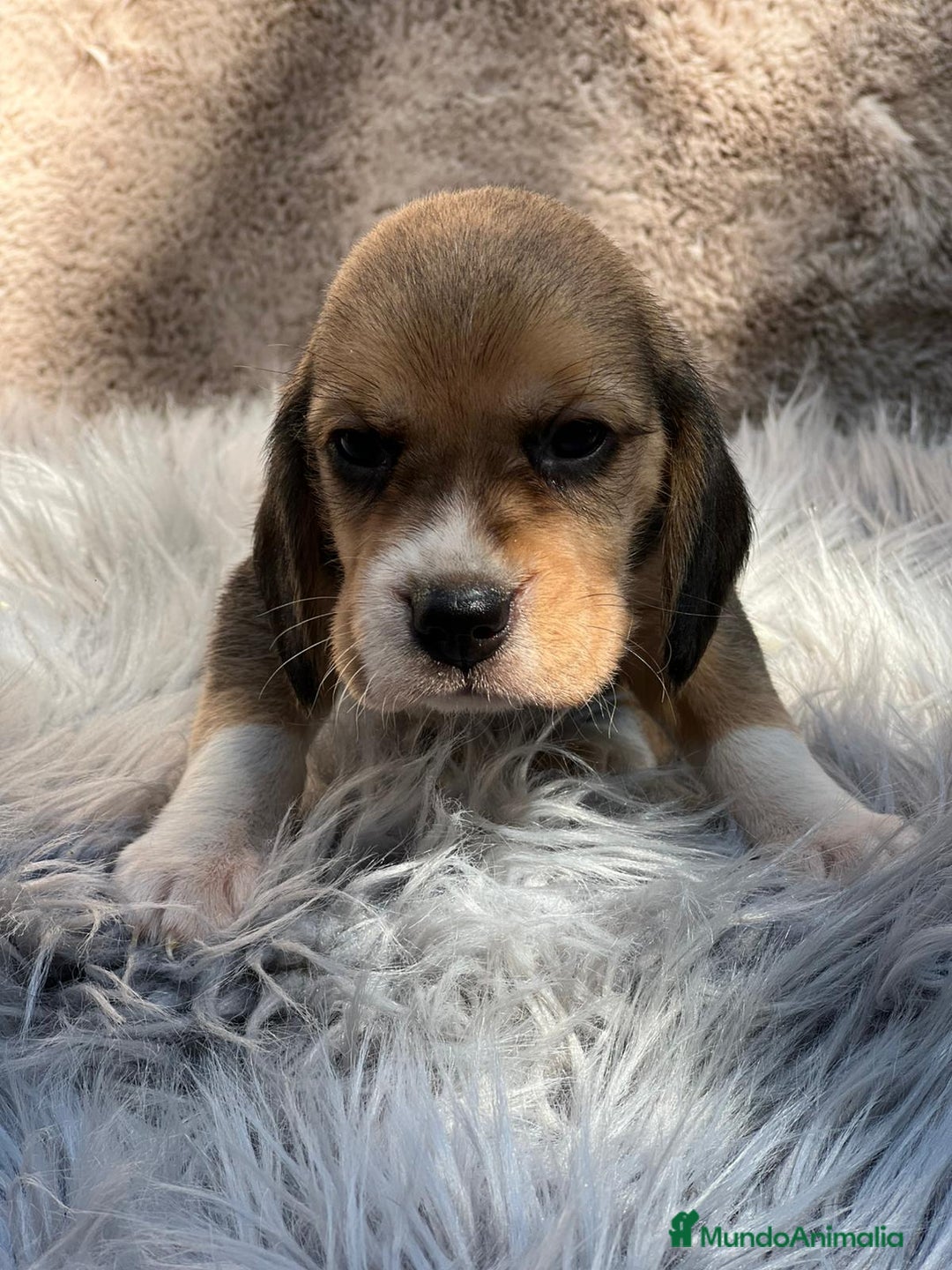 Beagle perros en venta: Beagle tricolor  - Imagen 8