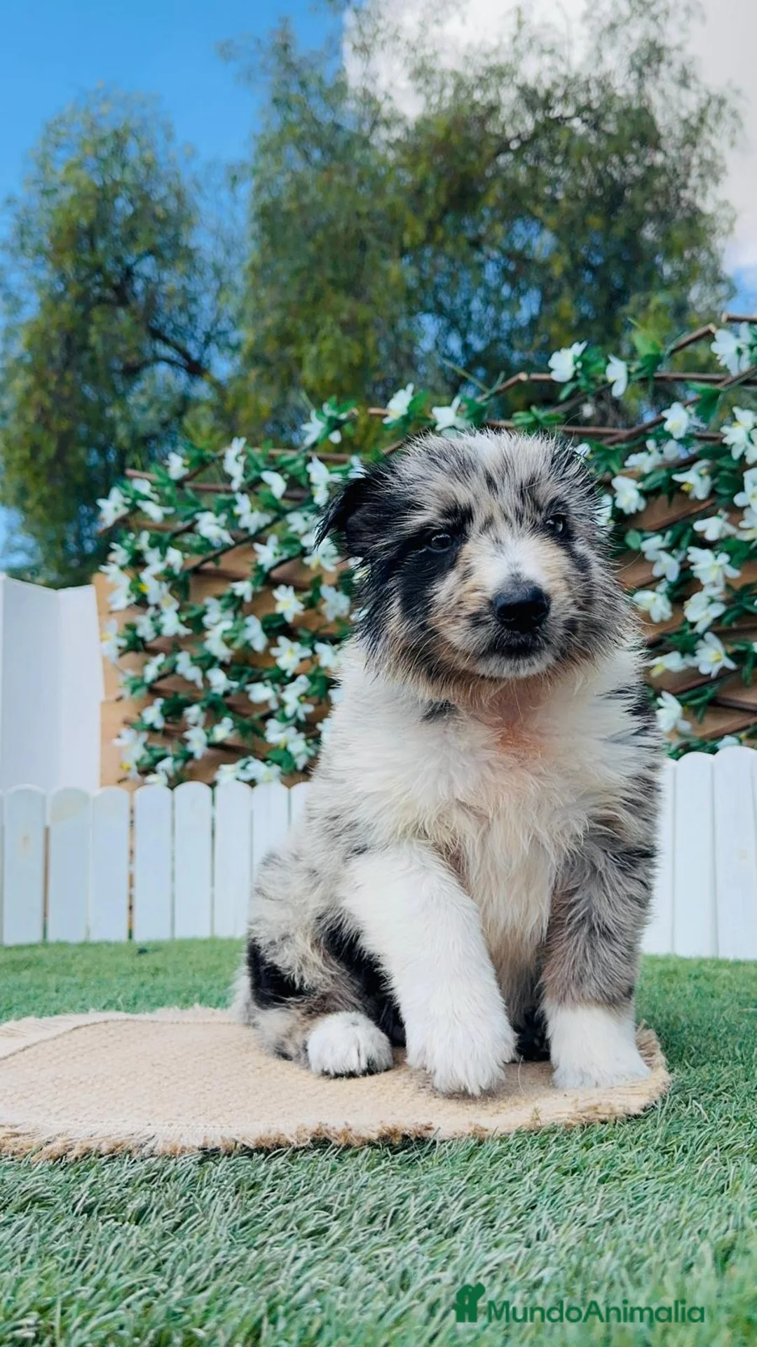 Border Collie perros en venta: BORDER COLLIE - Anuncio 2