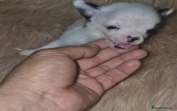 Chihuahua perros en venta: Chihuahua mini-toy ruso - Imagen 13