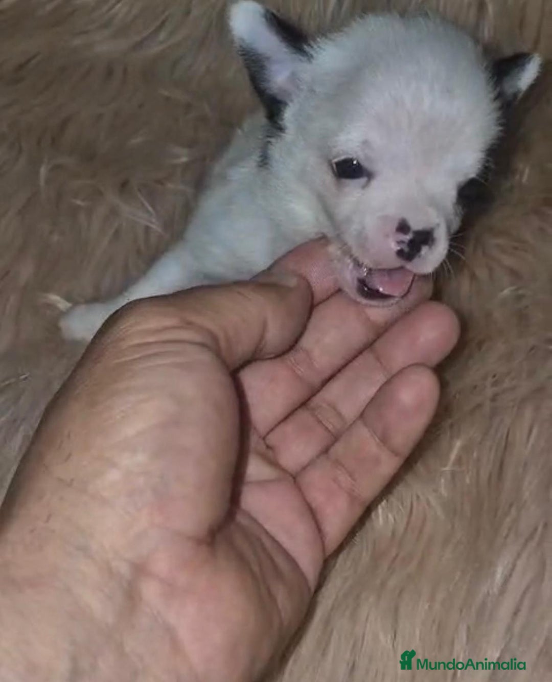 Chihuahua perros en venta: Chihuahua mini-toy ruso - Imagen 13