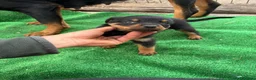 Rottweiler perros en venta: Rottweiller - Anuncio 9