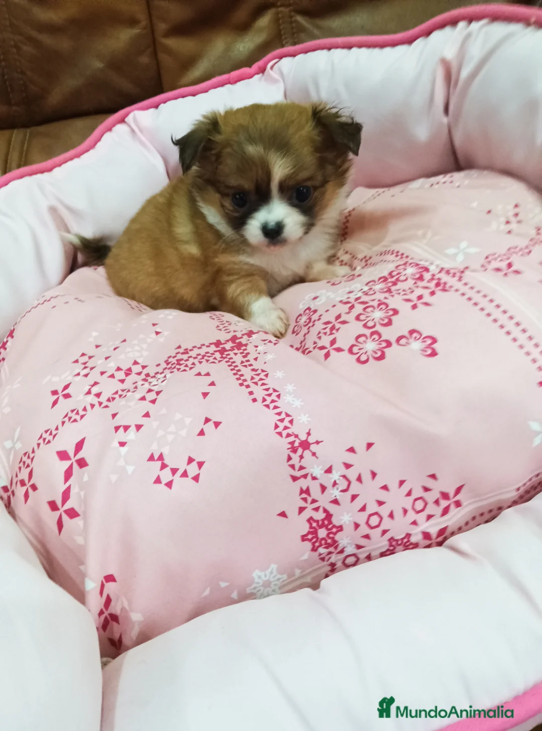 Chihuahua perros en venta: CHIHUAHUA TOY  - Anuncio 2