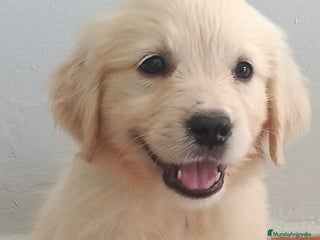 Golden Retriever perros - Anuncio 32