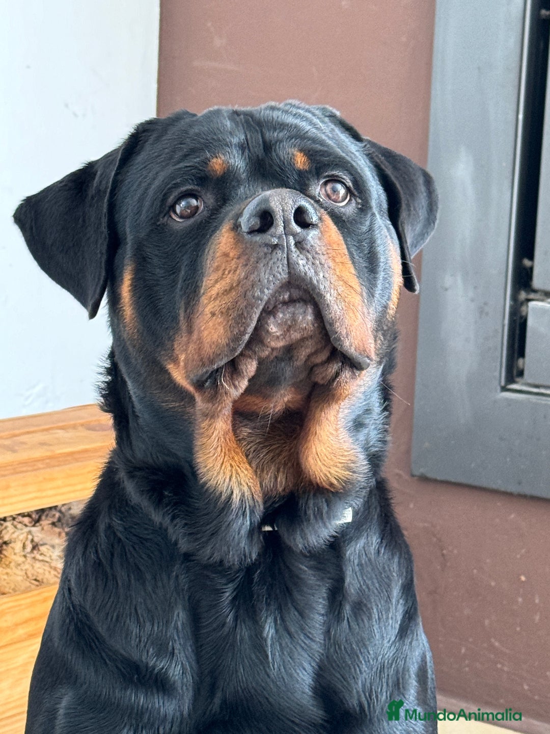 Rottweiler perros para monta: ROTTWEILER - Anuncio 3