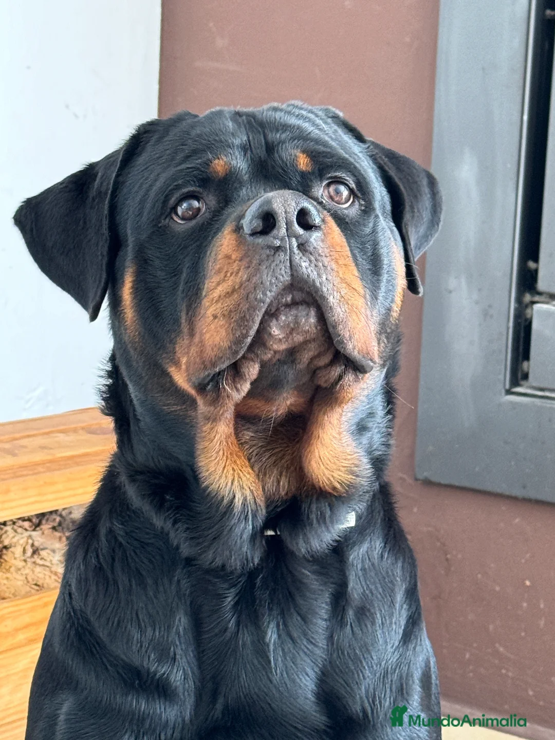 Rottweiler perros para monta: ROTTWEILER - Anuncio 3