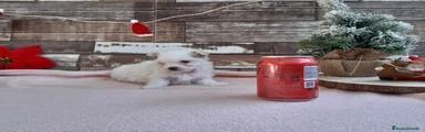 Bichón Maltés Cachorro 12