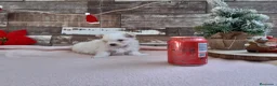 Bichón Maltés perros en venta: PRECIOSOS BICHON MALTES  LINEA TOY  - Anuncio 5