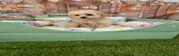 Maltipoo perros en venta: Maltipoo Toy muy chiquitín listo para entregar!! - Anuncio 4