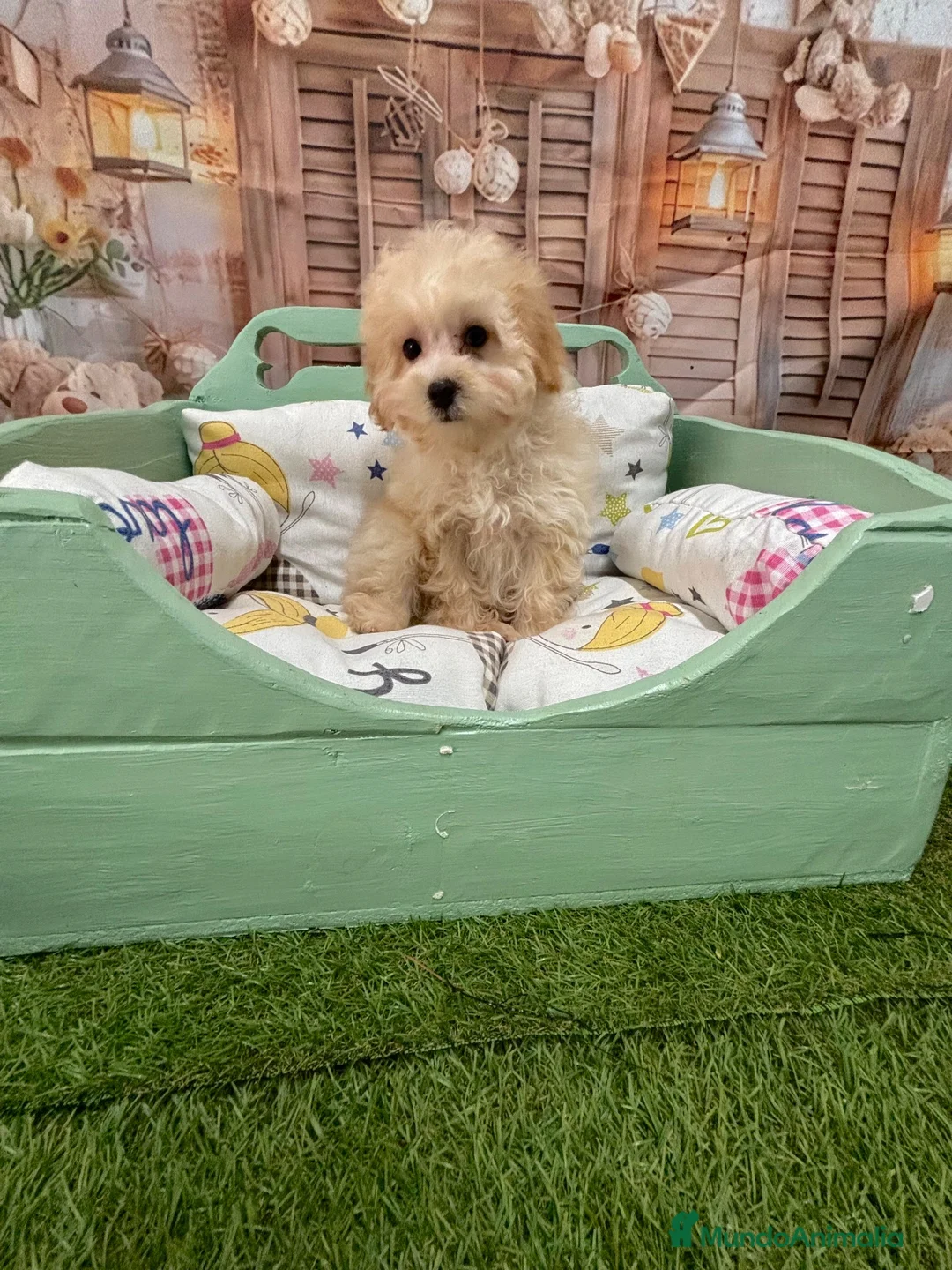 Maltipoo perros en venta: Maltipoo Toy muy chiquitín listo para entregar!! - Anuncio 4