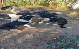 Border Collie perros en venta: Últimos border collie disponibles - Imagen 5