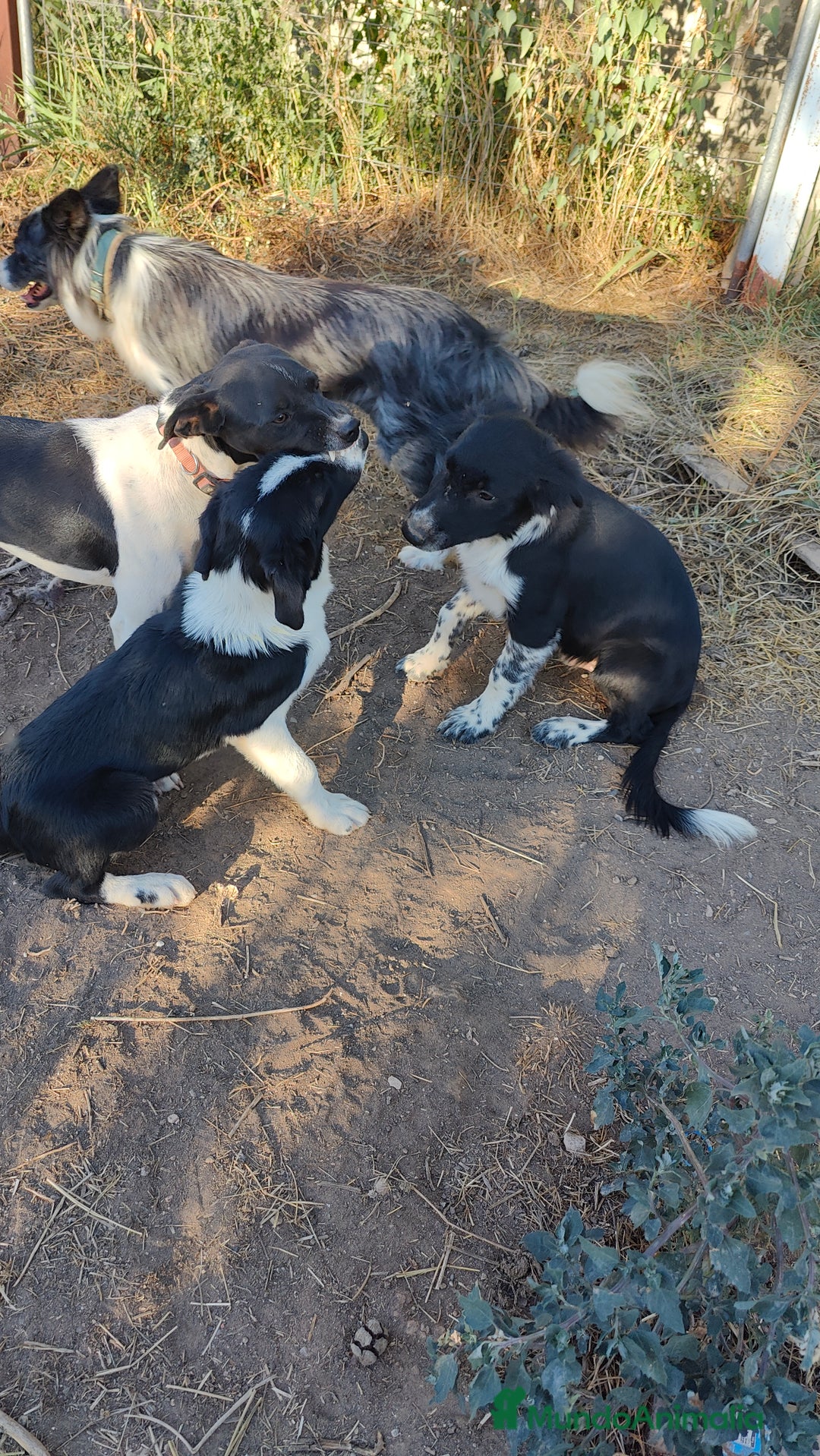 Border Collie perros en venta: Últimos border collie disponibles - Imagen 5