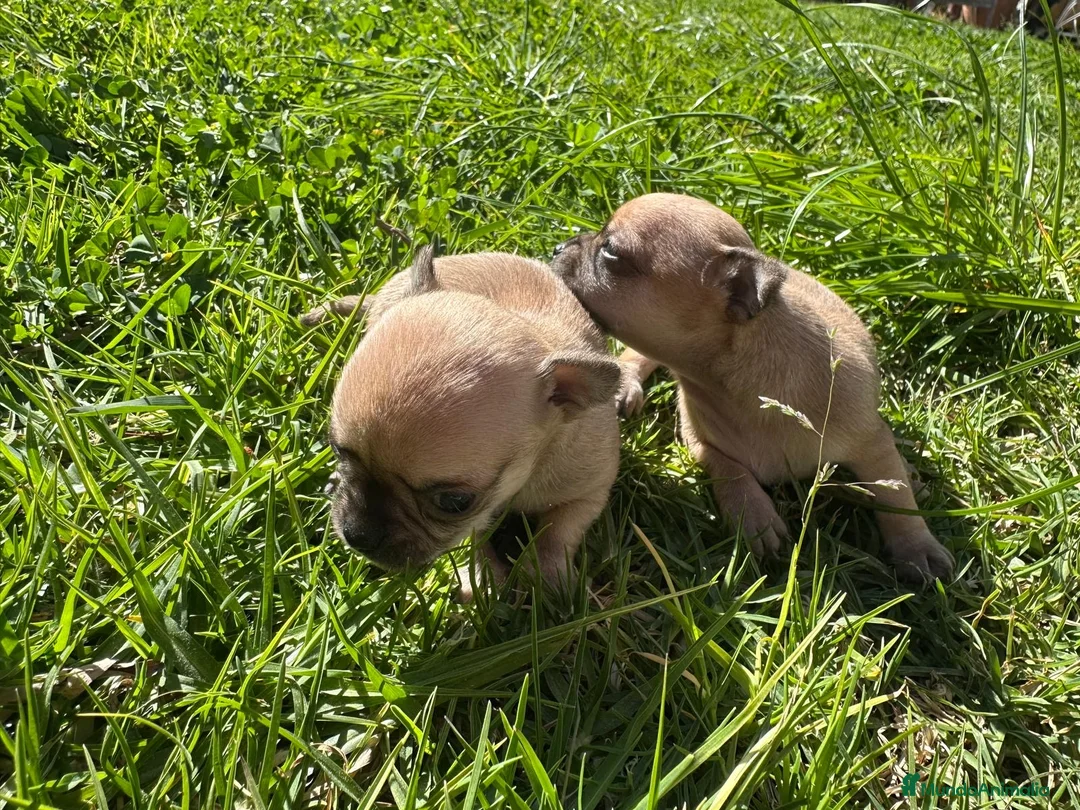 Chihuahua perros en venta: Chihuahua camada - Anuncio 4