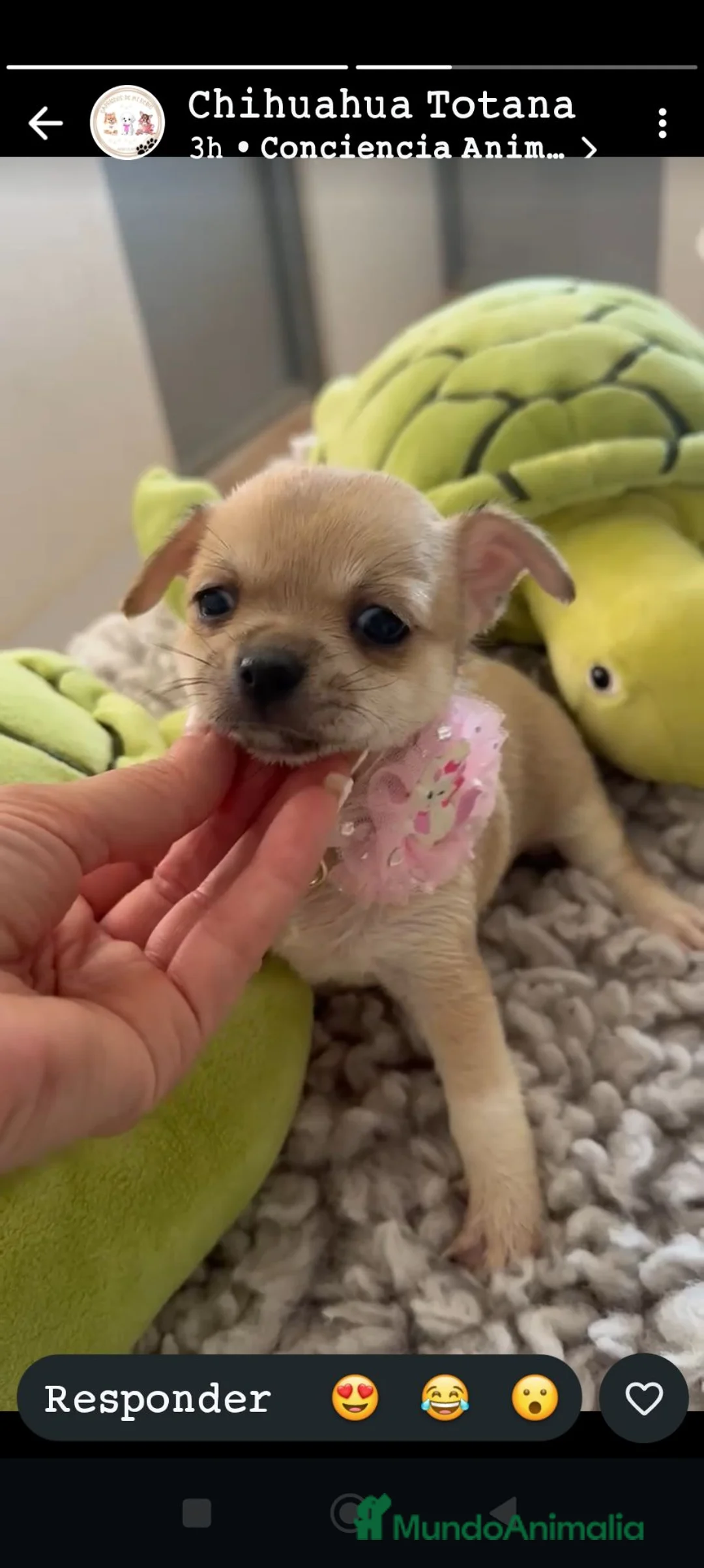 Chihuahua perros en venta: Chihuahuas mini - Anuncio 2