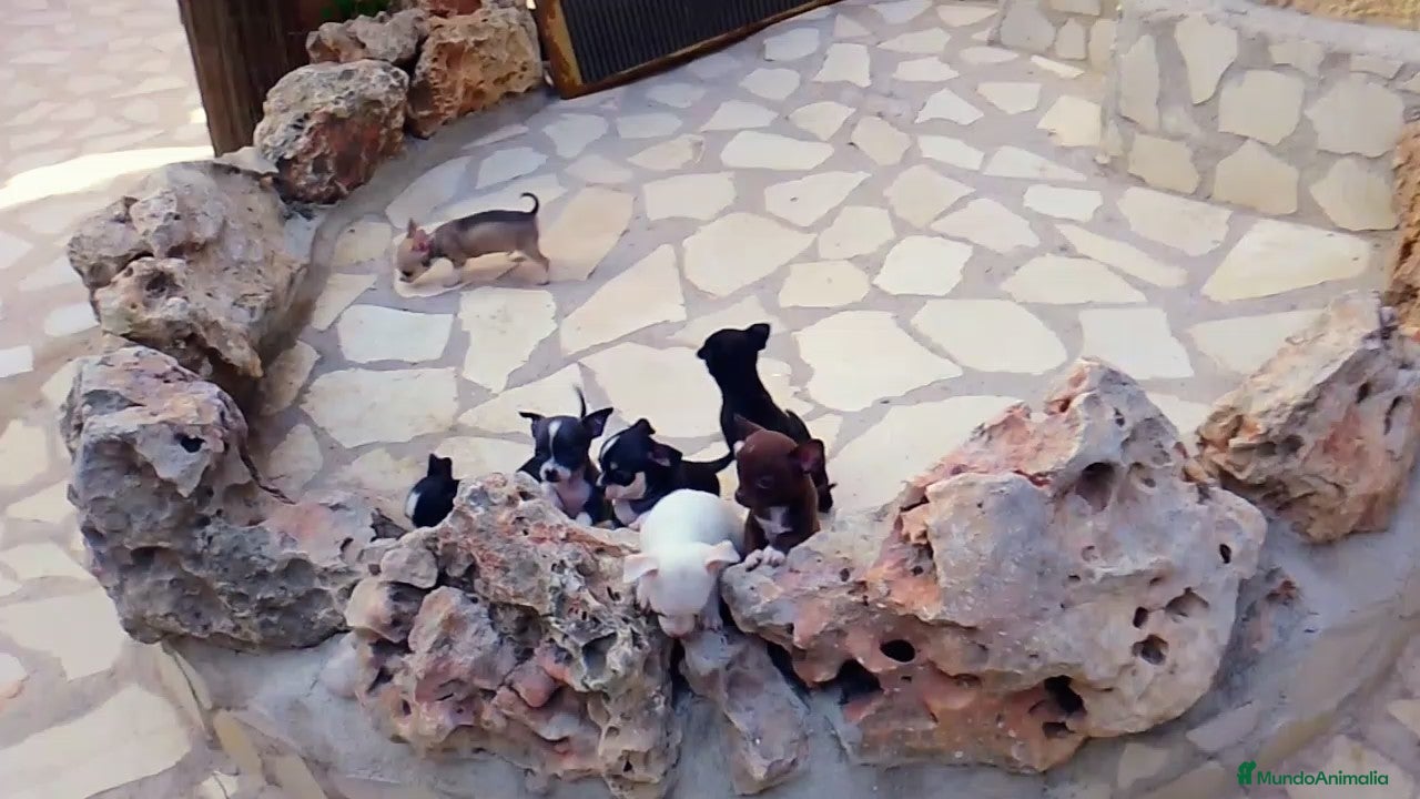 Chihuahua perros Cachorros Chihuahua disponibles - Anuncio 28