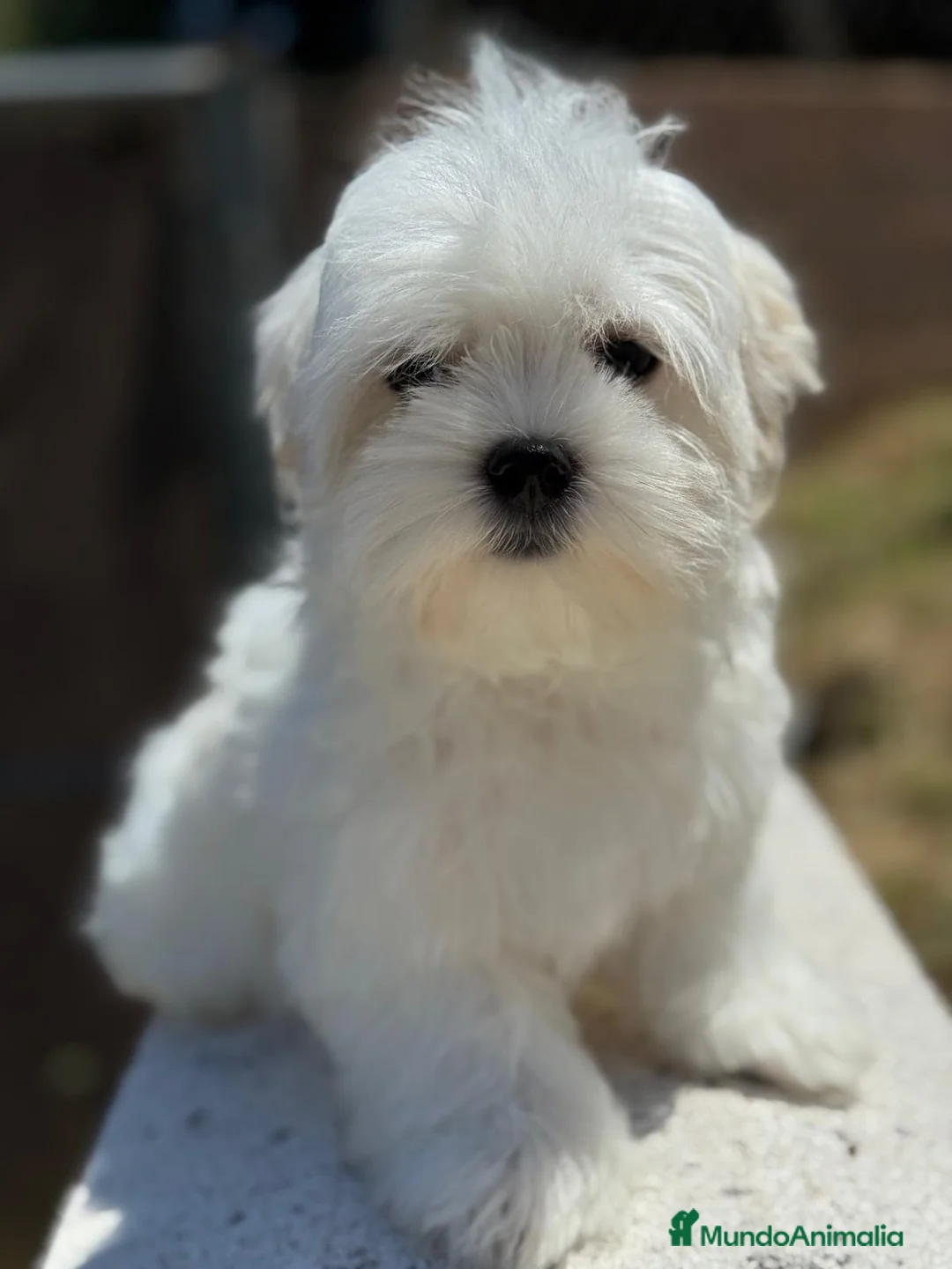 Bichón Maltés perros en venta: MALTES AMERICANO - Anuncio 6