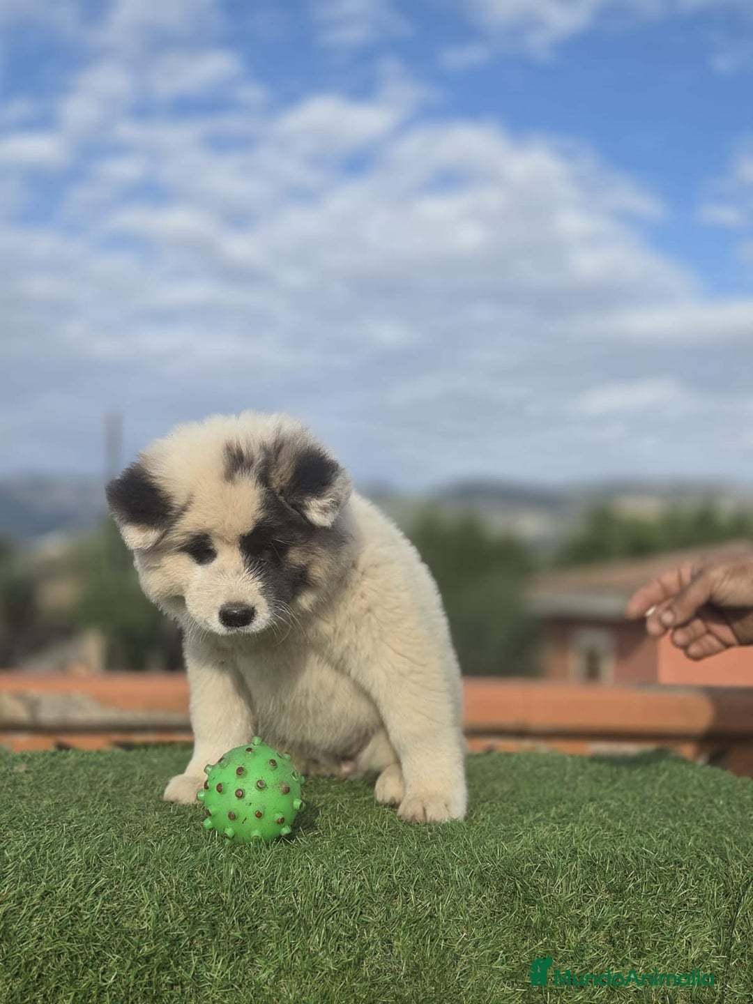 Akita Inu perros en venta: Akita - Anuncio 4