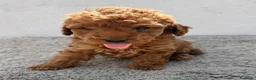 Caniche Toy perros en venta: Caniche toy rojo  - Anuncio 8