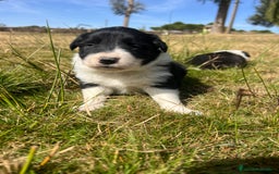 Border Collie perros en venta: Border Collie Calidad - Imagen 7