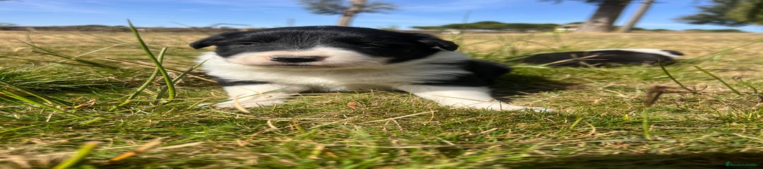 Border Collie Cachorro 1